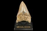 Serrated, Fossil Megalodon Tooth - West Java, Indonesia #145248-2